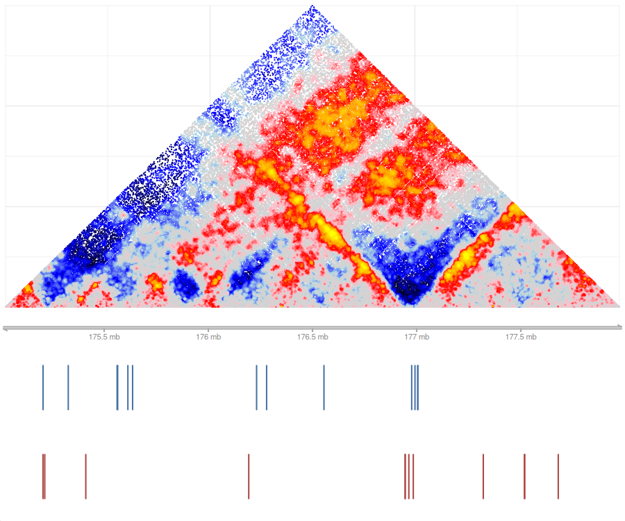 Normalized map of chr2:175e06-178e06, with the CTCF motifs on the forward (blue) and reverse (red) strand